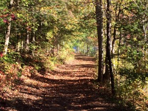 2015_Hidden Lake_October 17_Road across lake_leaf covered